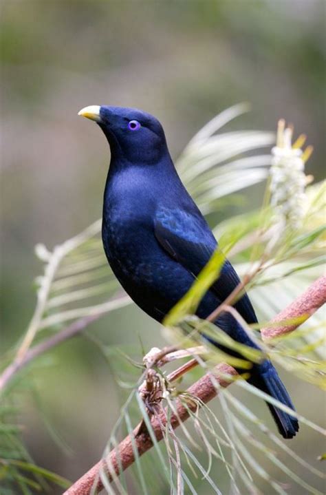 Satin Bowerbird Exotic Birds Beautiful Birds Australian Native Birds