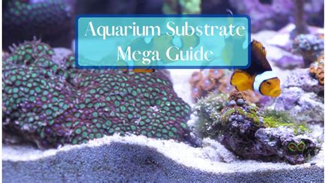 The Ultimate Guide To Aquarium Substrate Choices | Fishtanko