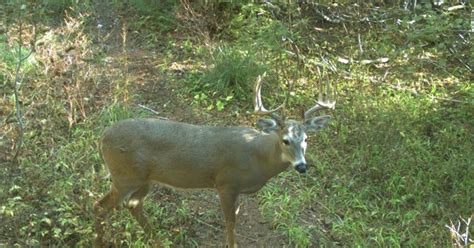 F&G urges folks to look for white-tailed deer with symptoms of EHD in ...