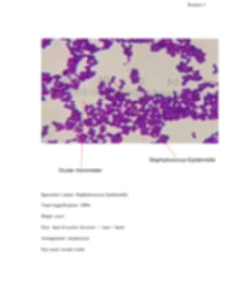 SOLUTION Lab Exercise 7 Bacterial Smear And Simple Stain Report