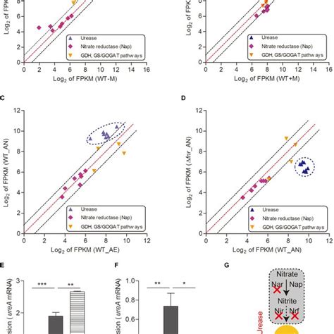 Urease Mediated Nitrogen Metabolism Of L Hongkongensis Is