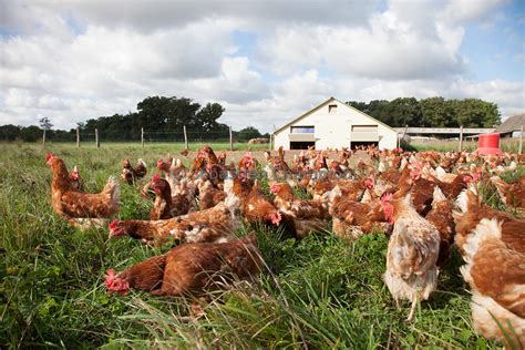 Photographie Elevage De Poules Pondeuses Fermieres Elevees En Plein Air