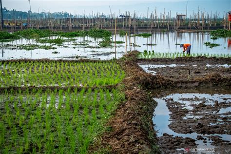 Kementan Musim Kemarau Saatnya Optimalisasi Lahan Rawa Antara News