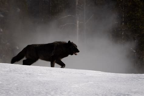 Yellowstone Winter Photography Tours & Workshops | Aaron's Photo Tours