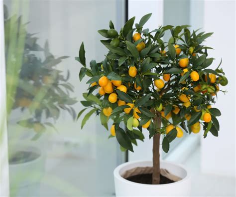 Best Indoor Fruit Trees 10 Varieties To Grow In Your Home Homes And Gardens