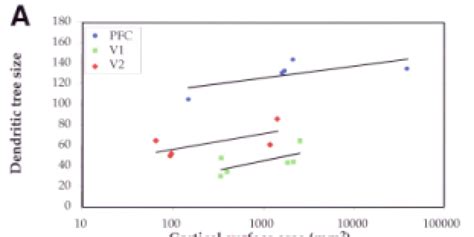 Differences in the number of dendritic spines (sites of excitatory ... 