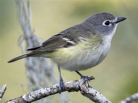 Cassins Vireo Ebird