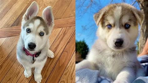 How Much Are Gerberian Shepsky Puppies