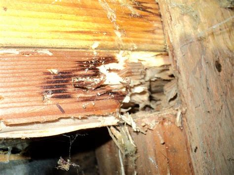 Drywood Termites: Signs, Damage, Prevention & Treatment Cost | PestsGuide