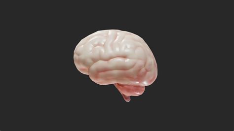 Human Brain Buy Royalty Free 3d Model By Zames1992 Bc9fe93