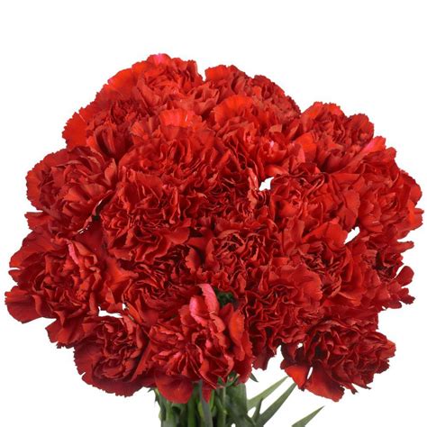 Globalrose Fresh Red Carnations 200 Stems Carnations Red 200 The