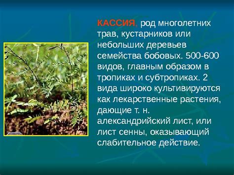 Презентация Семейство бобовые