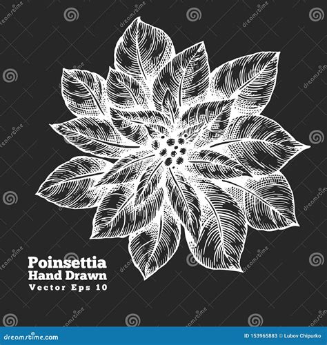 Poinsettia Desenho Do Vetor Das Flores Vermelhas Desenhadas M O No