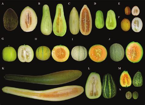 A Quick Guide To Harvesting And Storing Melons Squash And Pumpkins