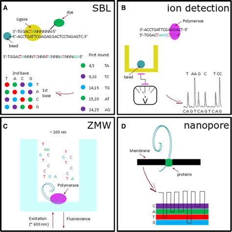 Overview of several DNA sequencing techniques with the principle of (A ...