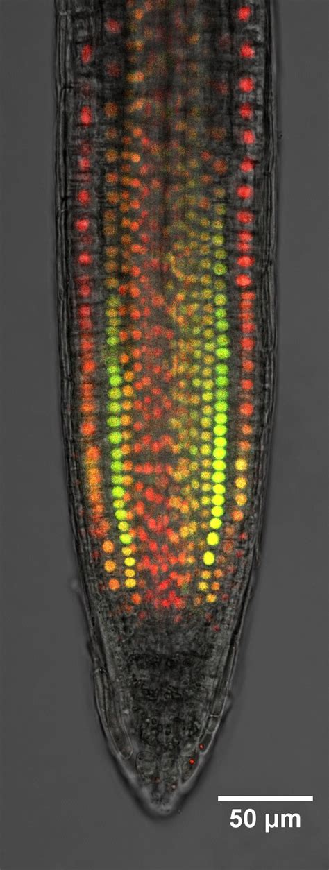 ISTA | New mechanism for the plant hormone auxin discovered