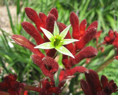 Anigozanthos Flavidus Dwarf Red Tubestock GardensOnline