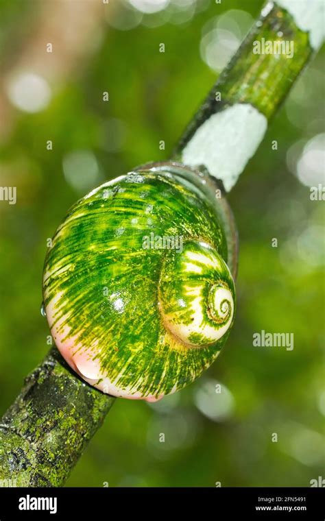 Giant Tree Snail Acavus Phoenix Sinharaja National Park Rain Forest