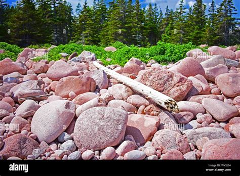 Drift Wood On A Canadian Cobble Beach Stock Photo Alamy