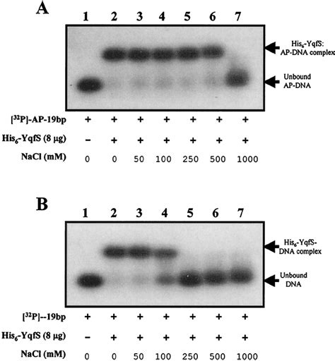Emsa Of His 6 Yqfs Binding To A 32 P Labeled Double Stranded 19 Mer