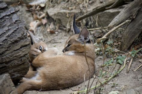 Playing caracal kittens. stock image. Image of kitten - 124485815