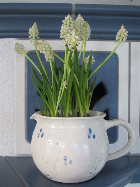 Muscari | Garden plants, Container gardening, Outdoor gardens