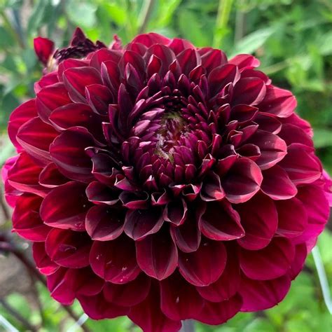 Buy Decorative Dahlia Dahlia Seniors Darkness Delivery By Waitrose