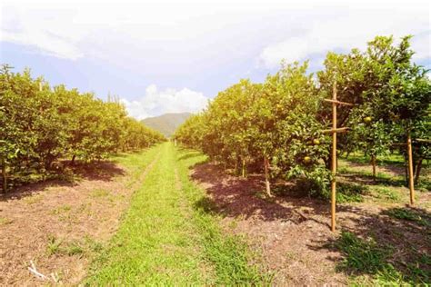 Optimizing Sweet Orange Orchard Management A Month By Month Operation