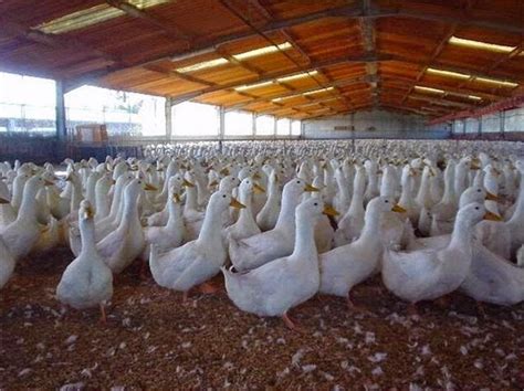 Panduan Mudah Dan Sukses Cara Ternak Bebek Peking Bagi Pemula Flora