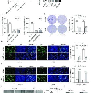 Linc Knockdown Suppressed Gc Cell Growth A The Linc Level