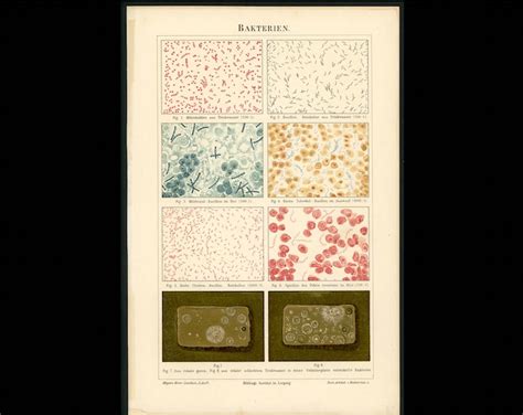 C 1889 BACTERIAL DISEASES Lithograph Original Antique Print Bacteria