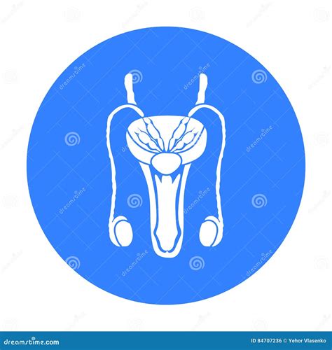 Male Reproductive System Icon In Black Style On White Background Organs Symbol Stock Vector