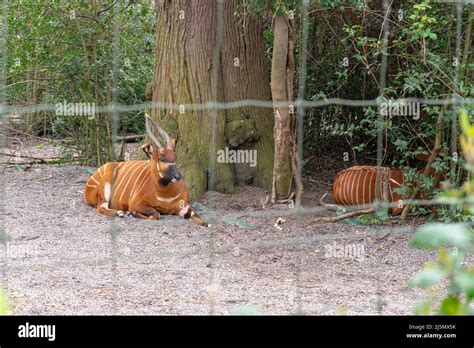 Dublin / Ireland: Dublin Zoo animals in captivity Stock Photo - Alamy