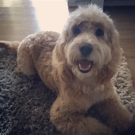 cockapoo grooming | Cockapoo For Life