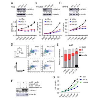 NFATc3 Silencing Inhibits Viability And Proliferation Of Gastric Cancer