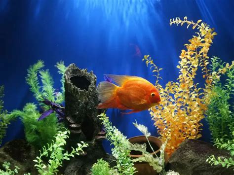 fishkeeping aquariums care  fishkeeping world