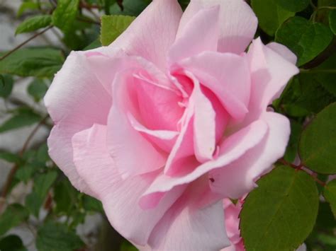 Roos Klimroos Rosa Kathleen Harrop