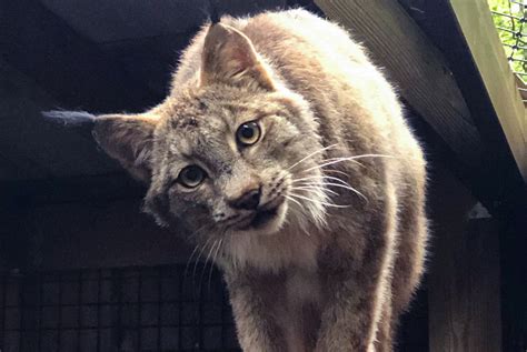 Canadian Lynx Eating