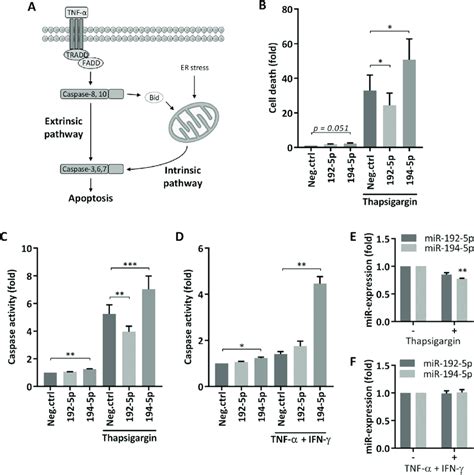 The Effect Of MiR 192 5p And MiR 194 5p On Apoptosis Signaling A