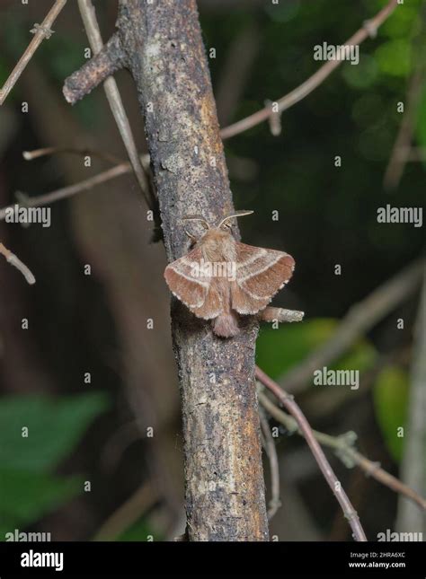 Eastern Tent Caterpillar Moth Stock Photo Alamy