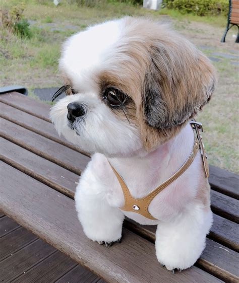 Ig Blueholic ༚ Shihtzu Cute Baby Animals Baby Dogs Baby Animals