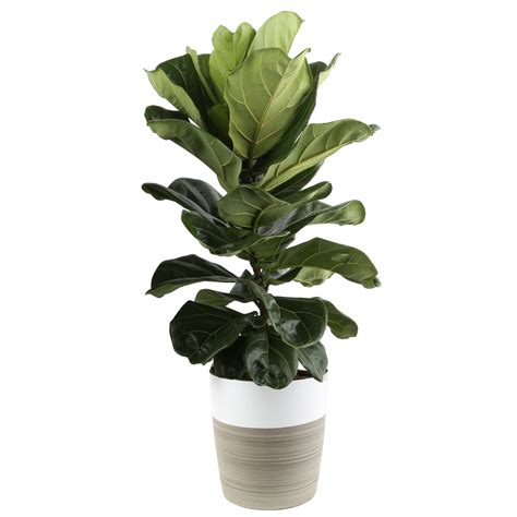 Buy Costa Farms Fiddle Leaf Fig Ficus Lyrata Fig Tree Live Indoor In