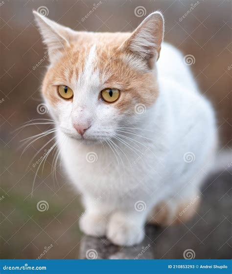 White cat with red spots stock image. Image of yellow - 210853293