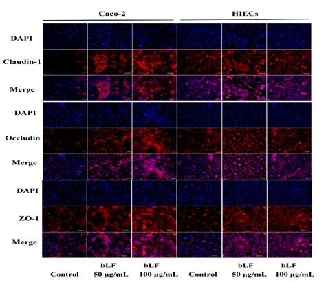 Figure 6 From The In Vitro Protective Role Of Bovine Lactoferrin On