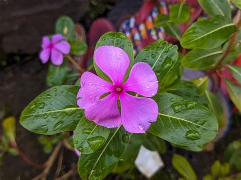 Premium Photo A Close Up Of Catharanthus Roseus Flower Also Known As