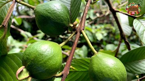 Como Evitar O Bicho Da Goiaba E Como Acabar Mosca Da Fruta Youtube