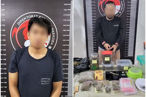 Ciduk Bandar Di Tenggarong Polisi Sita Kilogram Ganja