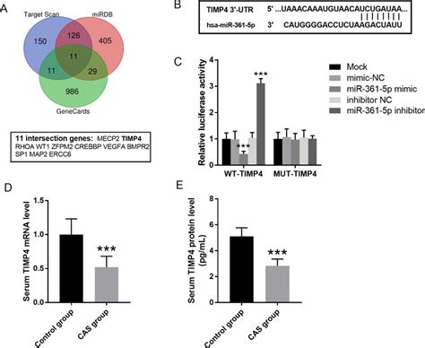 TIMP4 Serves As The Target Gene Of MiR 361 5p A The Venn Diagram