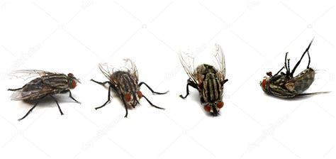 Fly life cycle — Stock Photo © Kesu01 #7698076