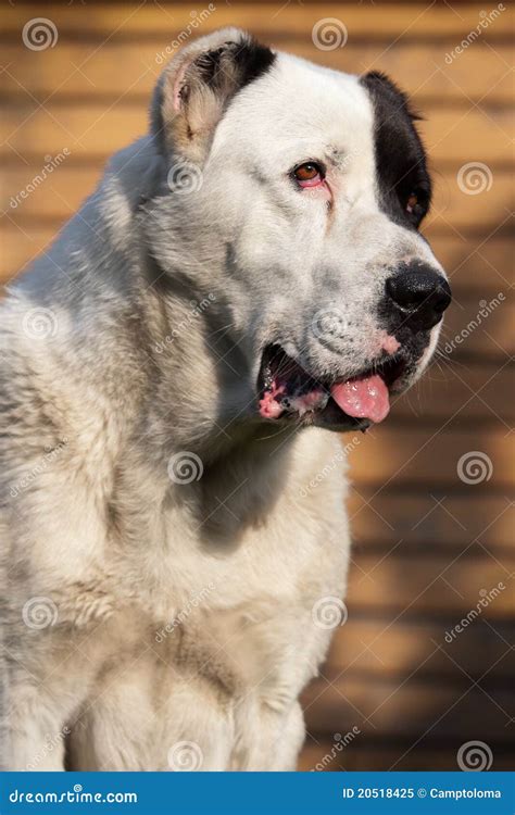 Alabai Dog Royalty Free Stock Photo Image 20518425